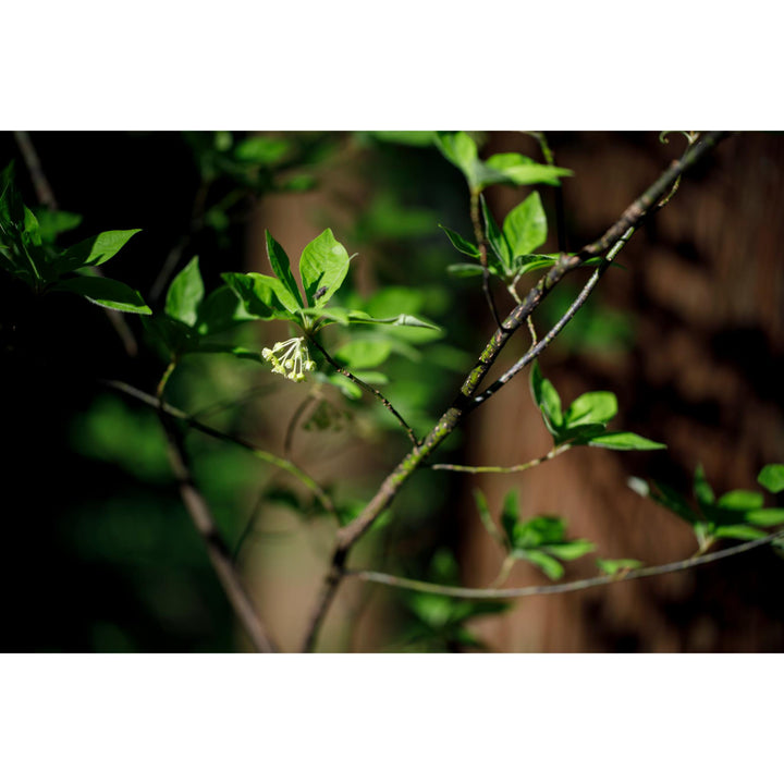 *PRE-ORDER* FRENAVA LPS Protect Balm - 25g