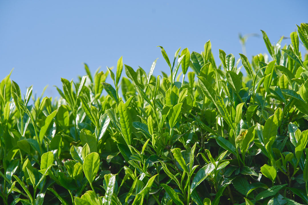 CHILL Tea Classic Japanese Matcha – Ceremonial Grade 30g