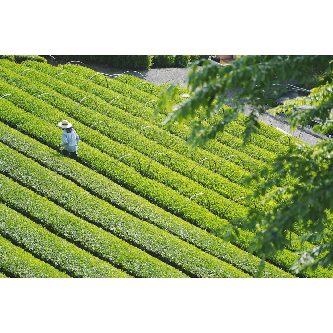 CHILL Organic Japanese Hōjicha 80g