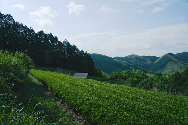 CHILL Tea Classic Japanese Matcha – Ceremonial Grade 30g