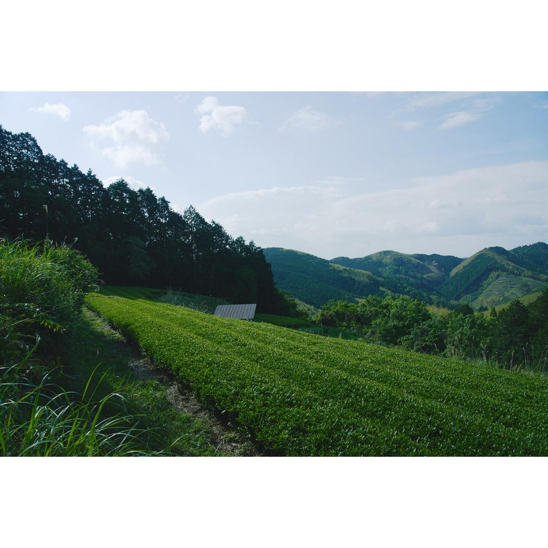 CHILL Organic Japanese Hōjicha 80g