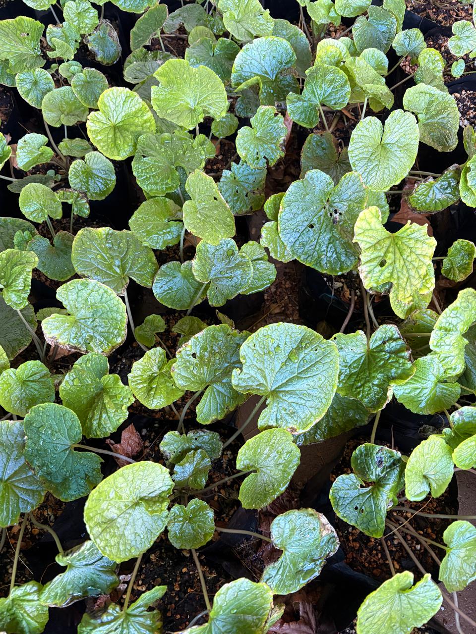 Fresh wasabi seedlings (2) - Grown in South Africa