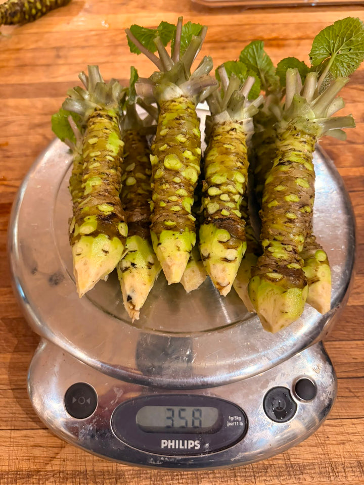 Fresh wasabi seedlings (2) - Grown in South Africa