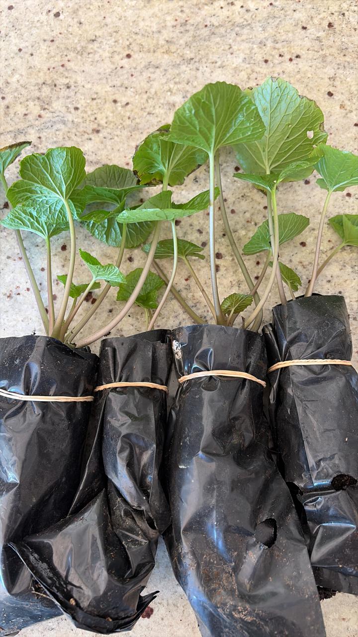 Fresh wasabi seedlings (2) - Grown in South Africa