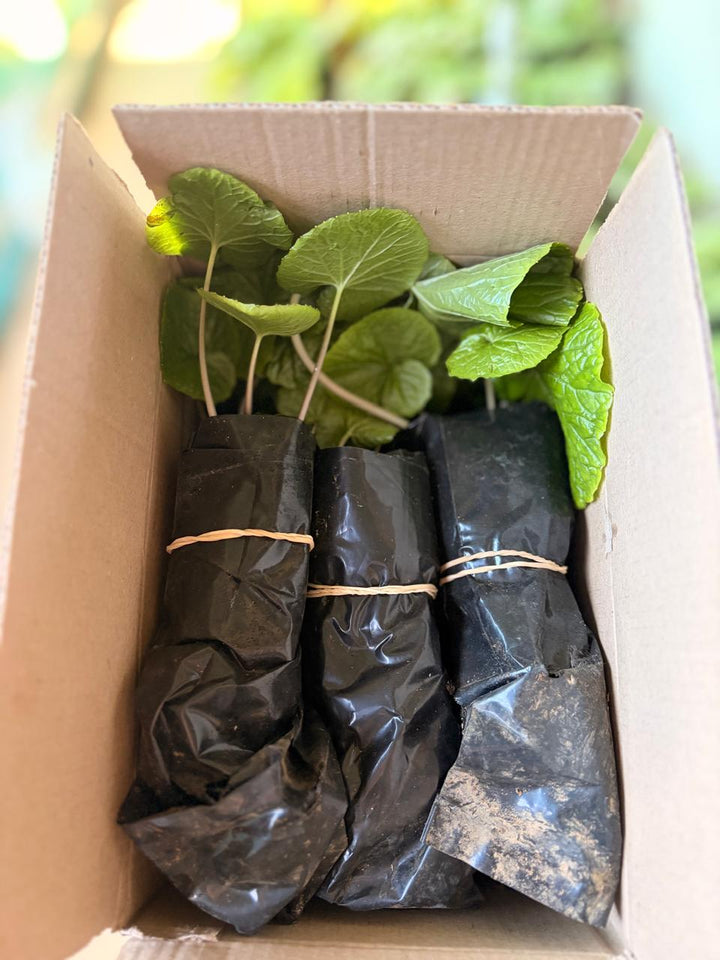 Fresh wasabi seedlings (2) - Grown in South Africa