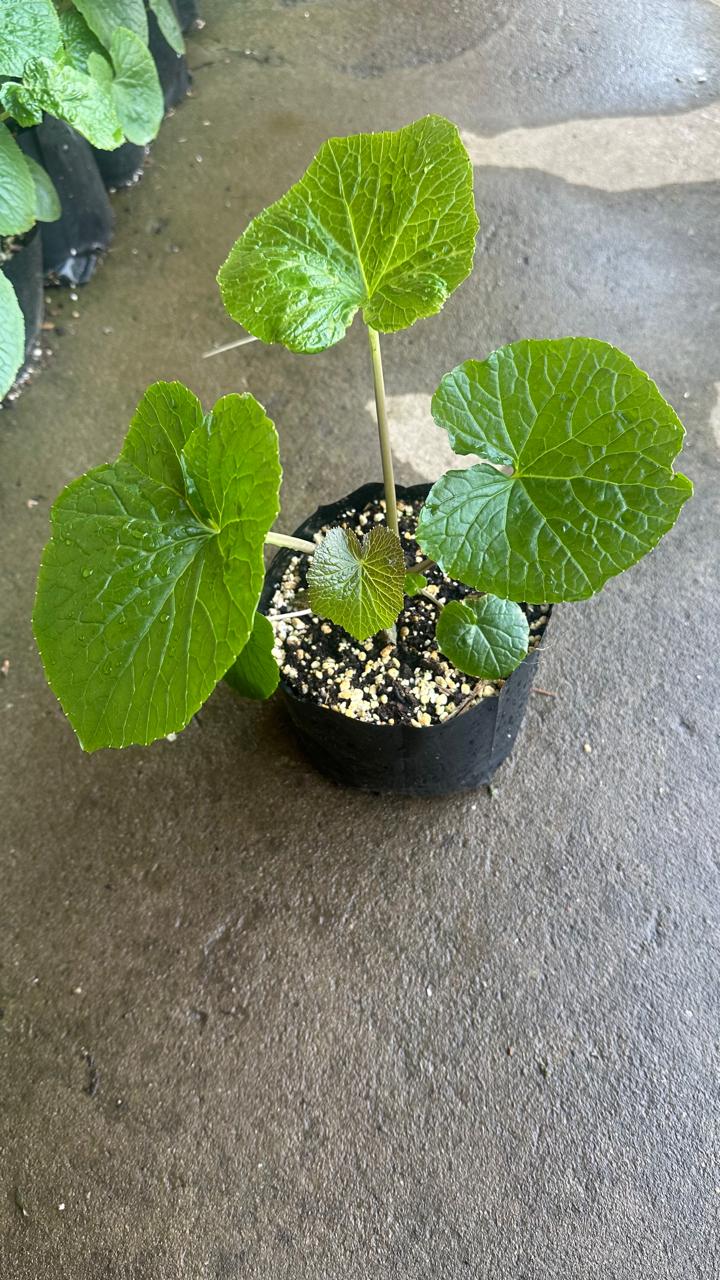 Fresh wasabi seedlings (2) - Grown in South Africa